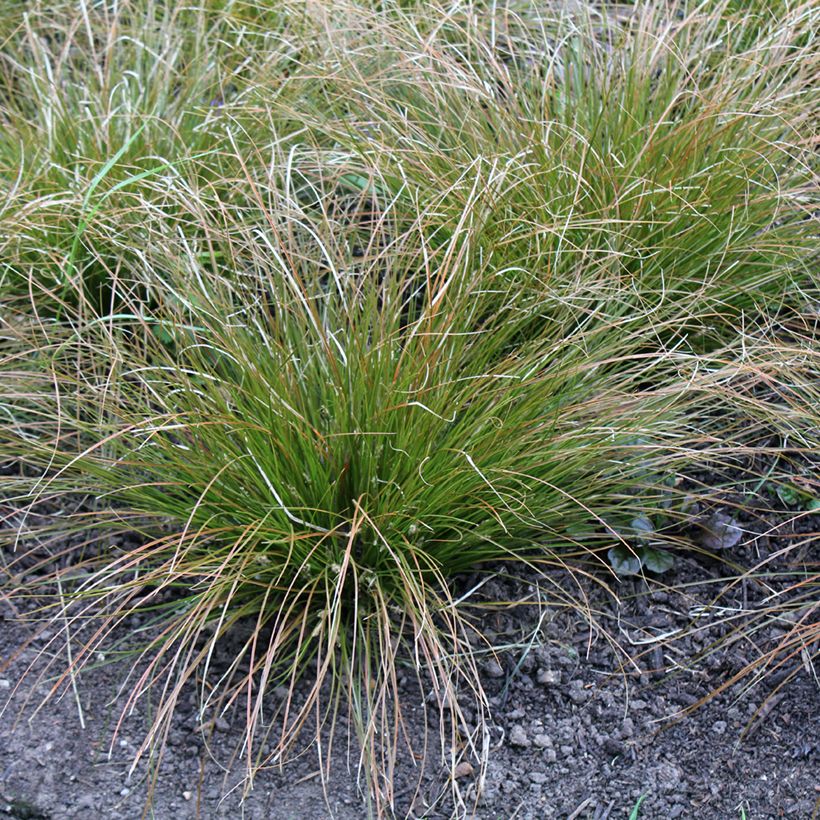 Carex testacea Prairie Fire - Orange Segge (Plant habit)