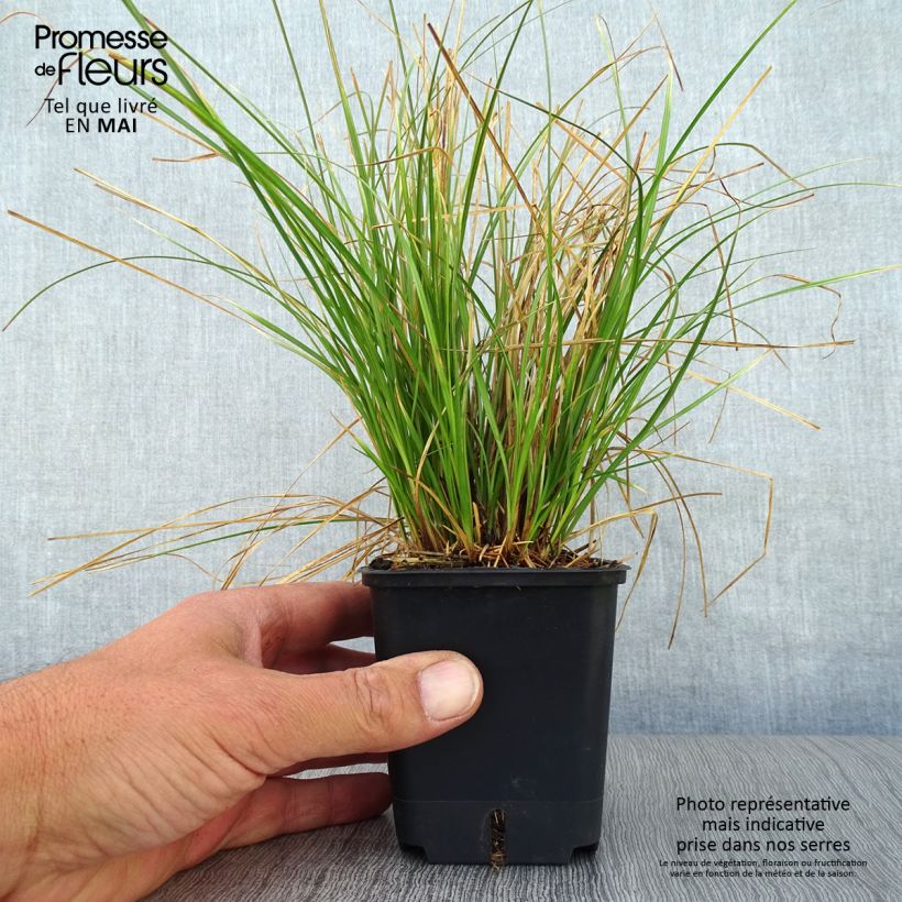 Example of Carex testacea Prairie Fire - Orange Segge Kleine Töpfe von 8/9 cm as you get in printemps