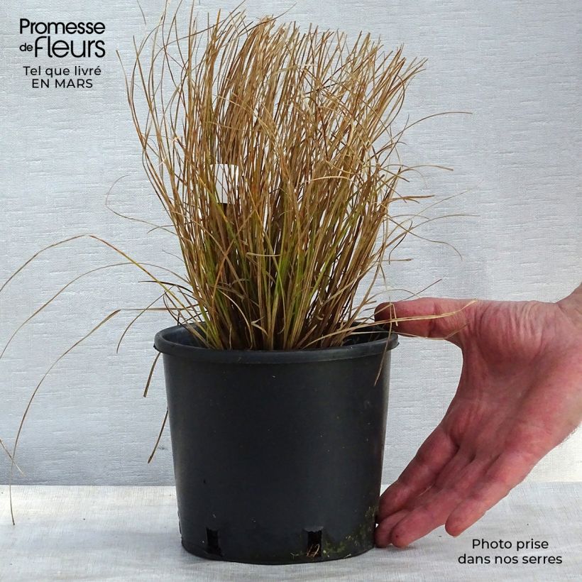 Example of Carex testacea Prairie Fire - Orange Segge Topf mit 2L/3L as you get in printemps