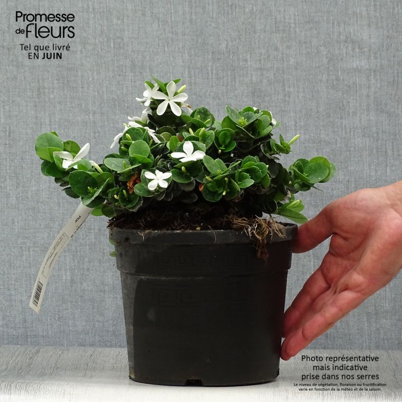 Exemplar von Carissa macrocarpa Topf mit 2L/3L wie im Sommer geliefert