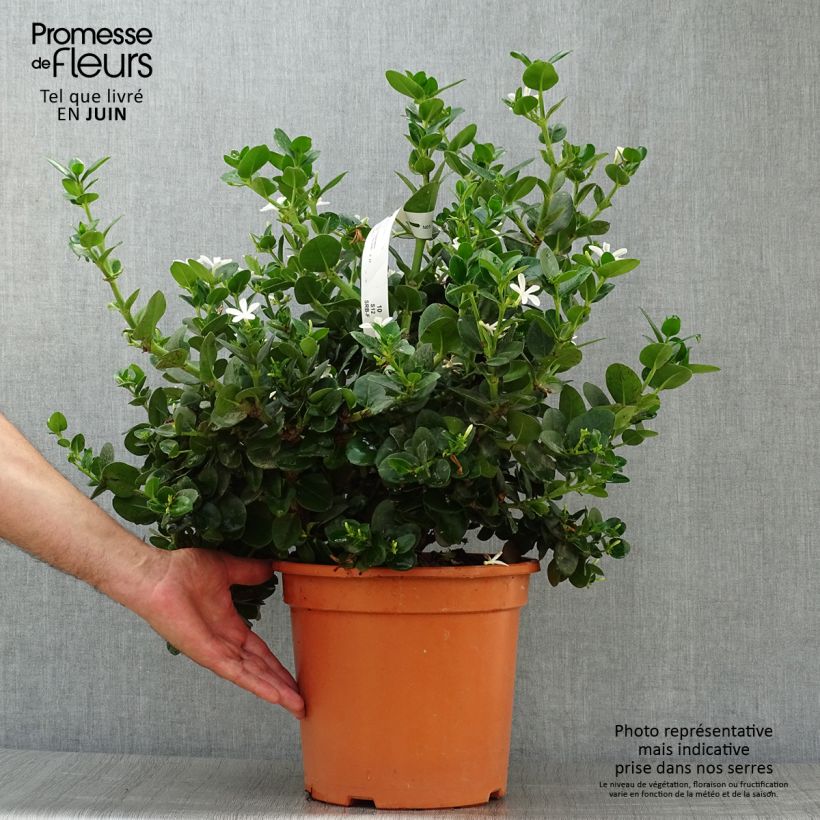 Exemplar von Carissa macrocarpa Topf mit 7,5L/10L wie im Sommer geliefert