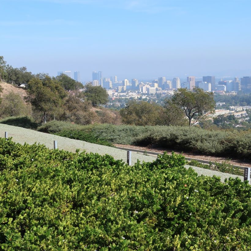 Carissa macrocarpa Prostrata (Wuchs)