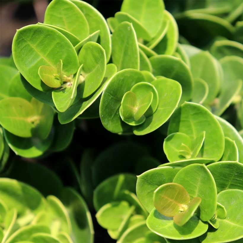 Carissa macrocarpa Prostrata (Laub)