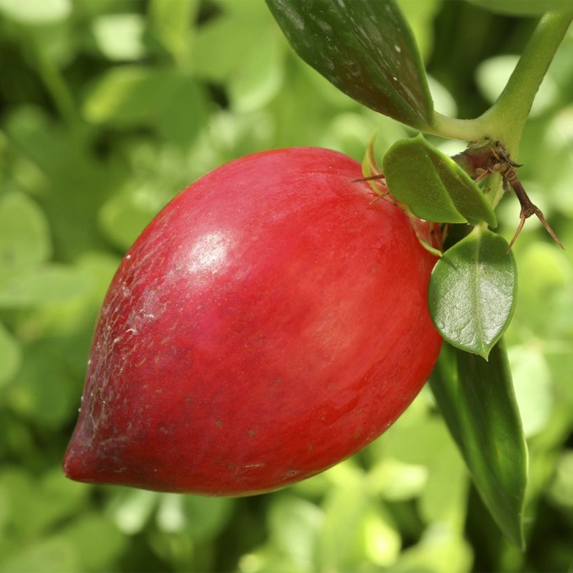 Carissa macrocarpa Prostrata (Ernte)