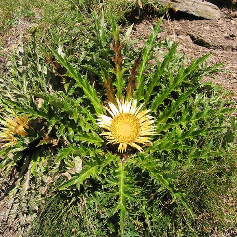 Carlina acanthifolia - Acanthusblättrige Eberwurz (Wuchs)