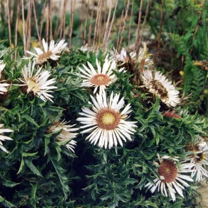 Carlina acaulis subsp. simplex - Einfache Silberdistel (Wuchs)
