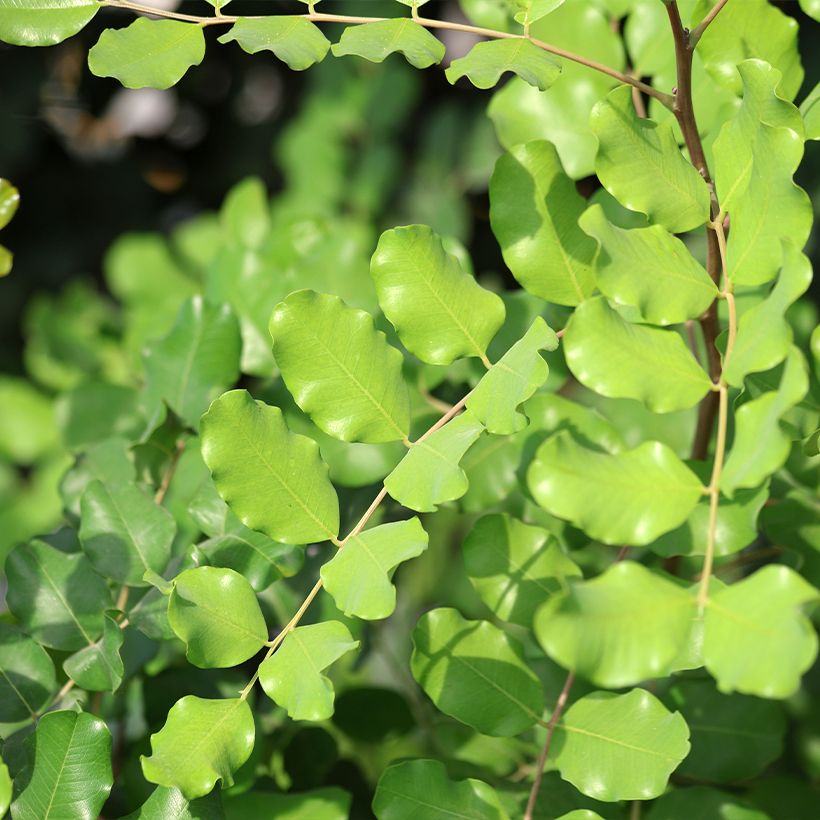 Johannisbrotbaum - Ceratonia siliqua (Foliage)