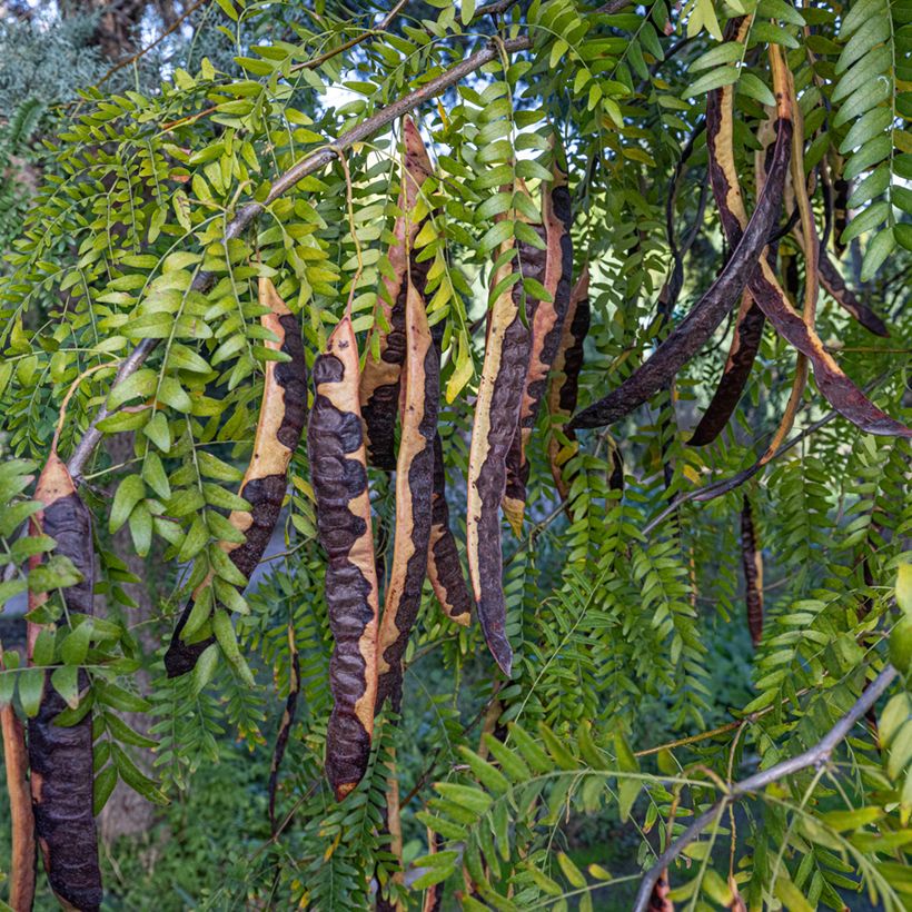 Johannisbrotbaum - Ceratonia siliqua (Harvest)