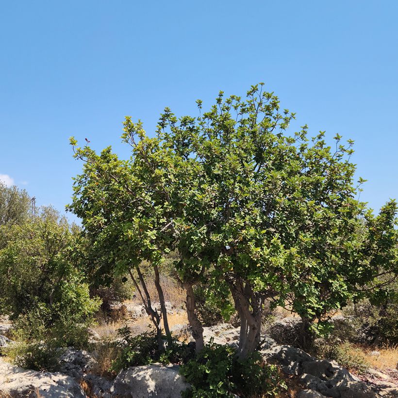 Johannisbrotbaum - Ceratonia siliqua (Plant habit)