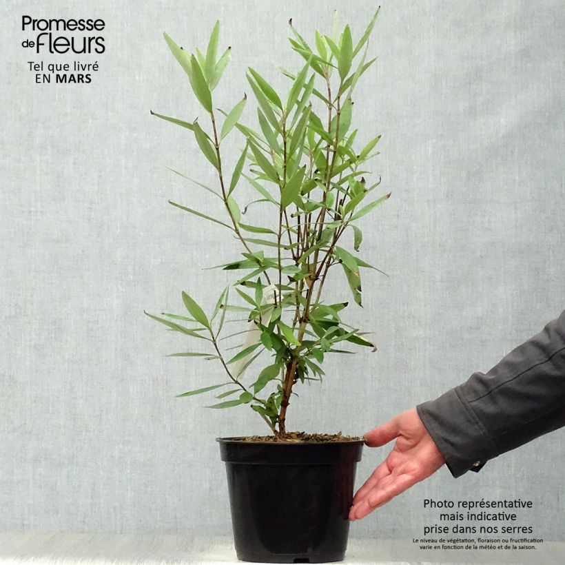 Example of Carpenteria californica - Baum-Anemone Topf mit 3L/4L as you get in printemps