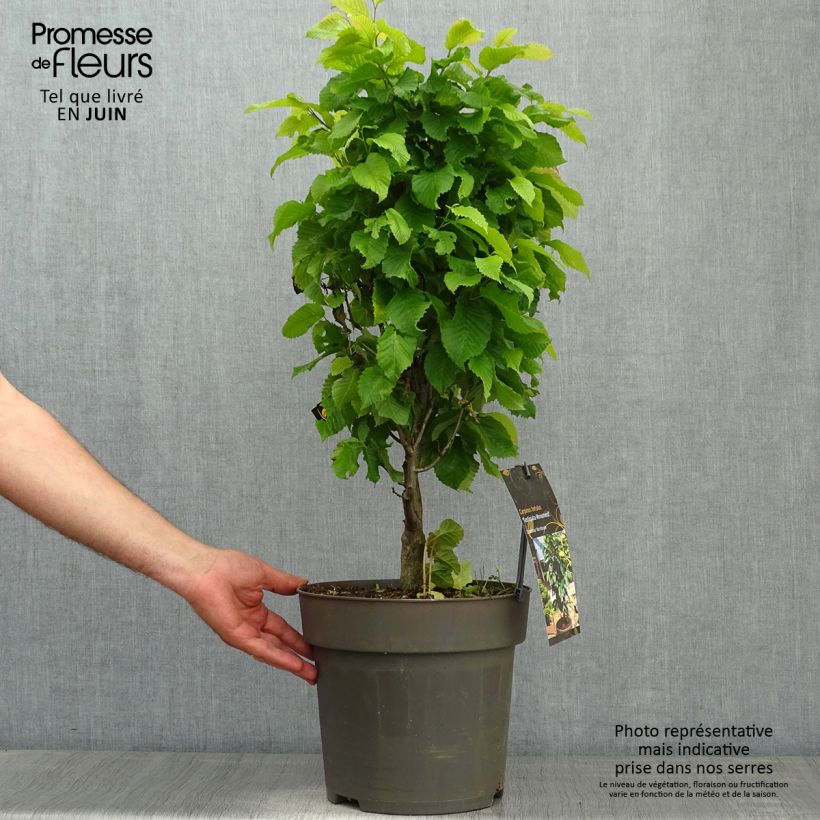Exemplar von Hainbuche Fastigiata Monument - Carpinus betulus Topf mit 6L/7L wie im Frühjahr geliefert