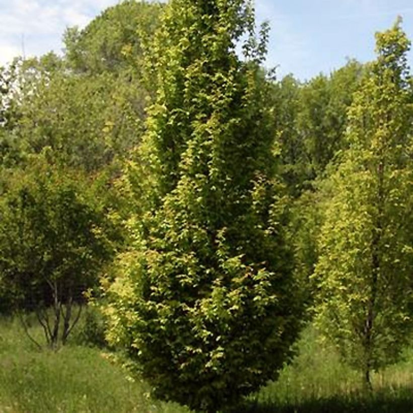 Hainbuche Lucas - Carpinus betulus (Wuchs)