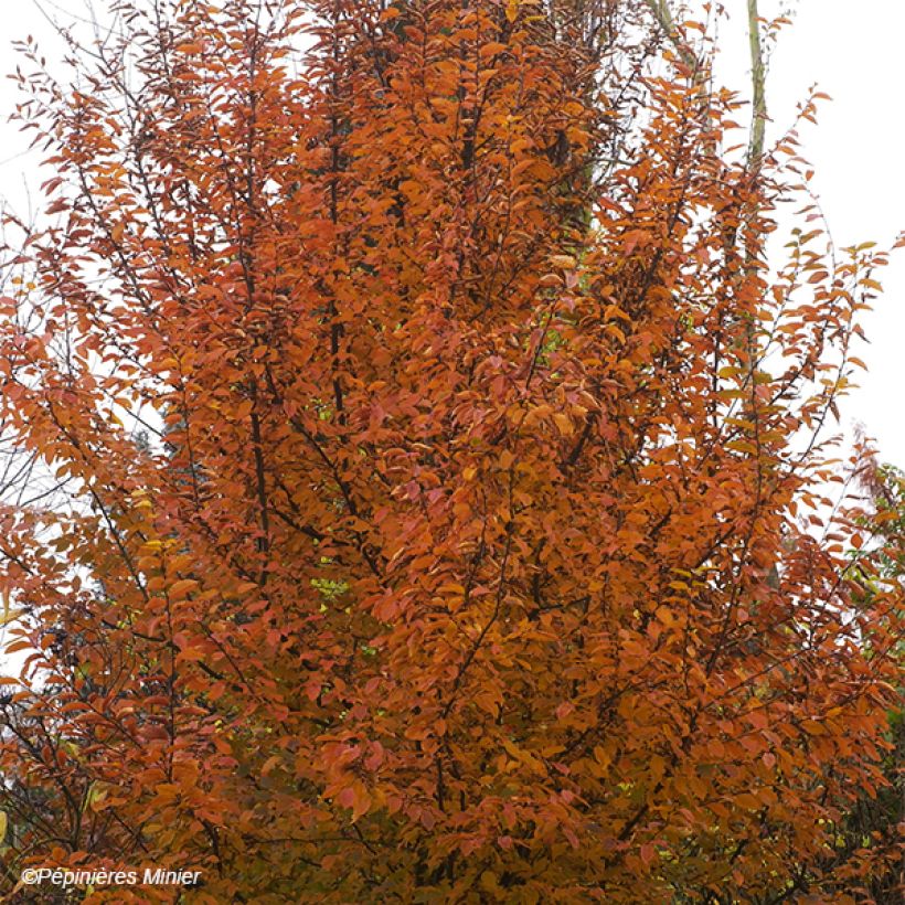 Hainbuche Orange Retz - Carpinus betulus (Wuchs)