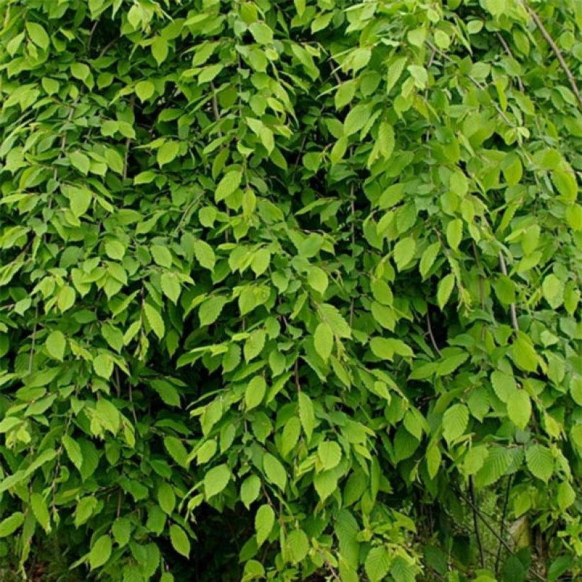 Hainbuche Pendula - Carpinus betulus (Foliage)