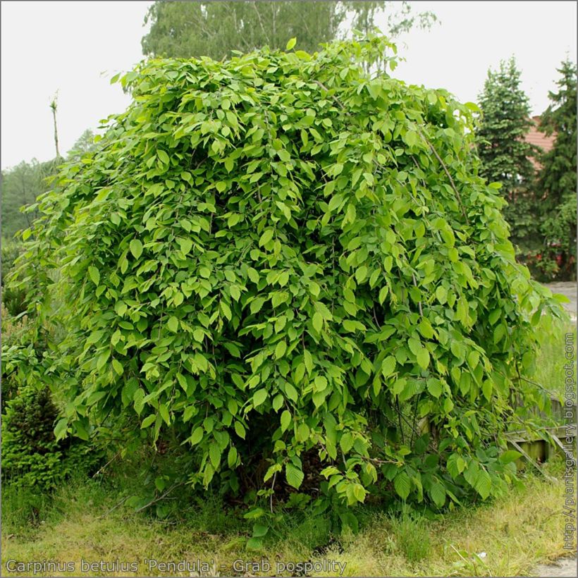 Hainbuche Pendula - Carpinus betulus (Plant habit)