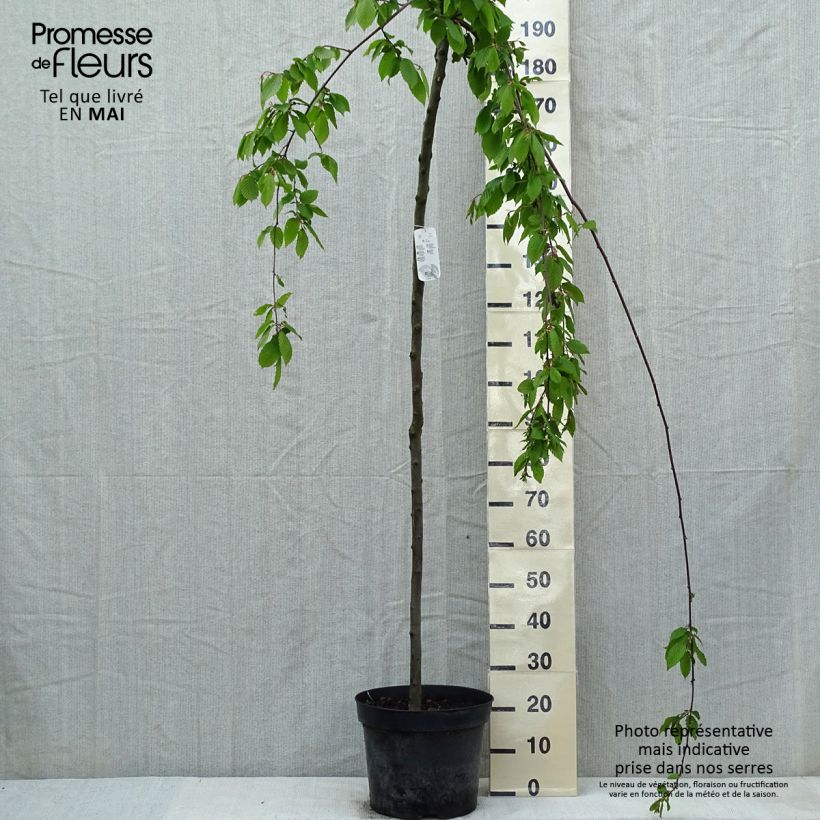 Example of Hainbuche Pendula - Carpinus betulus Topf mit 12L/15L, Stamm as you get in printemps