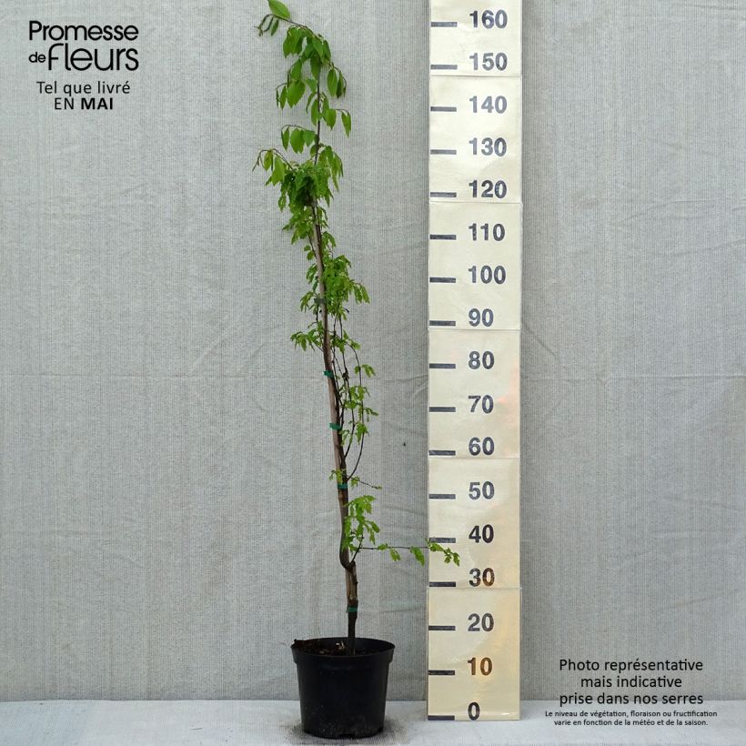 Example of Hainbuche Quercifolia - Carpinus betulus Topf mit 4L/5L as you get in printemps