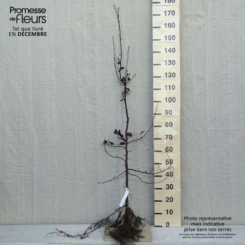 Exemplar von Hainbuche - Carpinus betulus Wurzelnackt wie im Winter geliefert