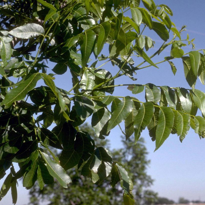 Pekannuss - Carya illinoinensis (Foliage)