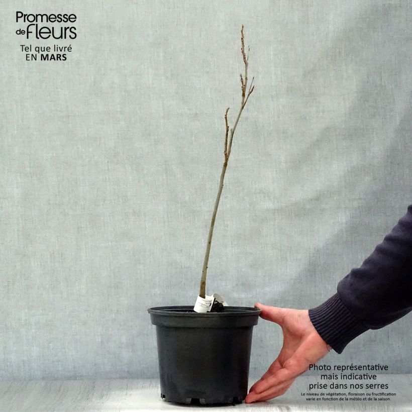 Example of Pekannuss - Carya illinoinensis Topf mit 3L/4L as you get in printemps
