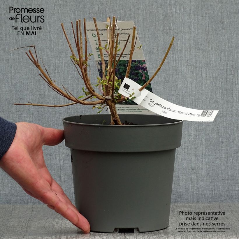 Exemplar von Bartblume Grand Bleu - Caryopteris clandonensis Topf mit 2L/3L wie im Frühjahr geliefert
