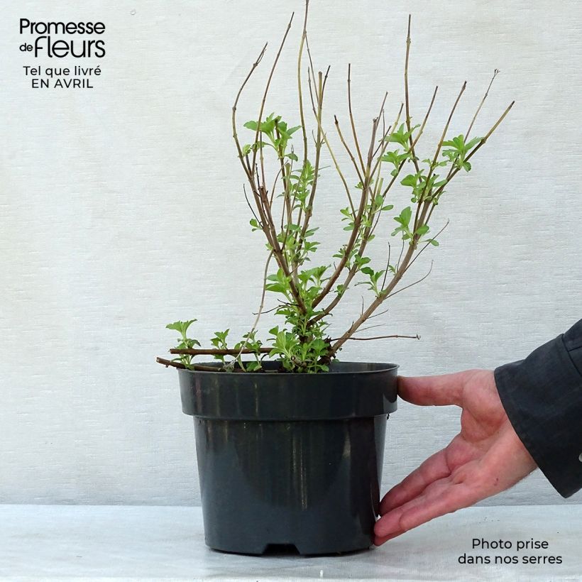 Exemplar von Bartblume Hint of Gold - Caryopteris clandonensis Topf mit 3L/4L wie im Frühjahr geliefert