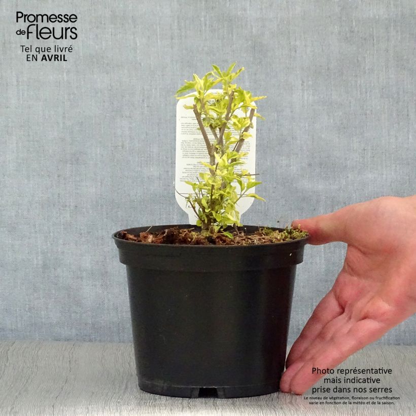 Exemplar von Bartblume Summer Sorbet - Caryopteris clandonensis Topf mit 3L/4L wie im Frühjahr geliefert