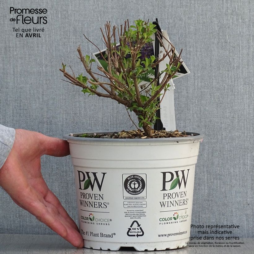 Example of Bartblume Beyond Midnight - Caryopteris clandonensis Topf mit 3L/4L as you get in printemps