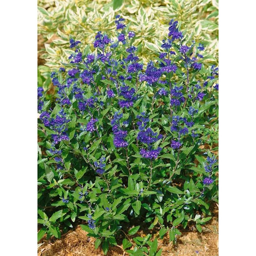 Bartblume First Choice - Caryopteris clandonensis (Plant habit)