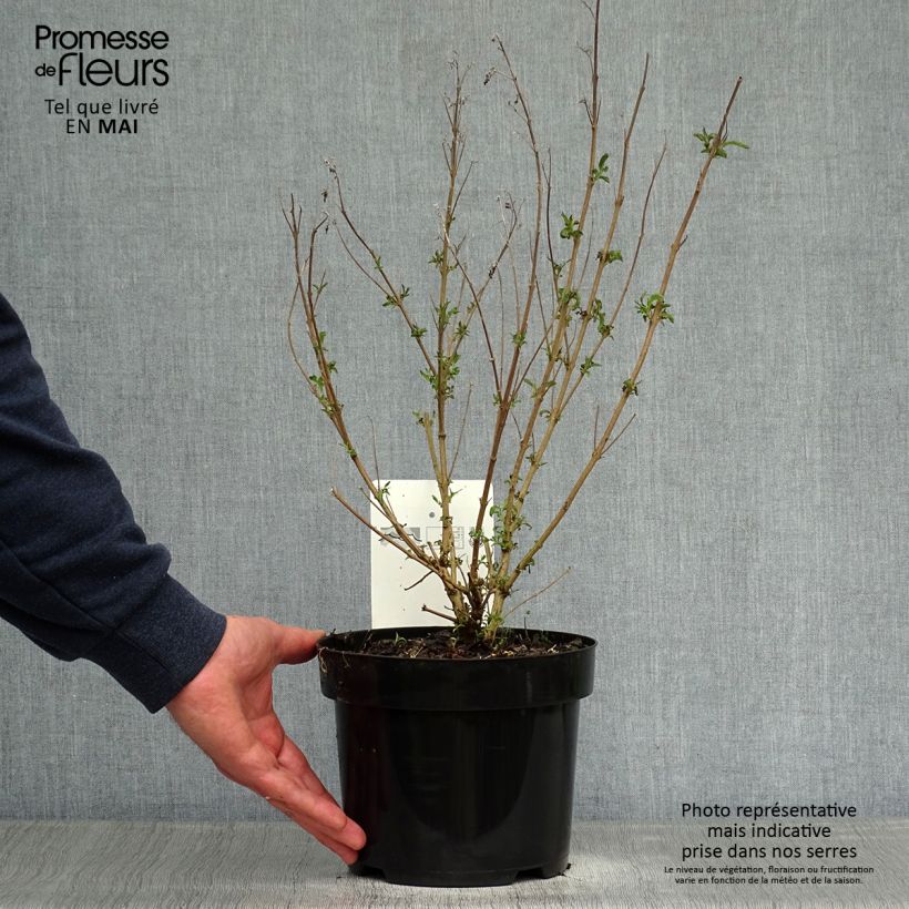 Example of Bartblume First Choice - Caryopteris clandonensis Topf mit 2L/3L as you get in printemps