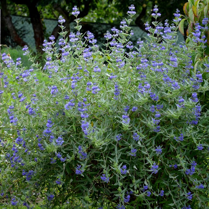 Bartblume Heavenly Blue - Caryopteris clandonensis (Wuchs)