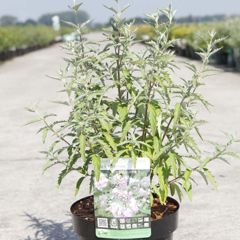 Bartblume Pink Perfection - Caryopteris clandonensis (Wuchs)