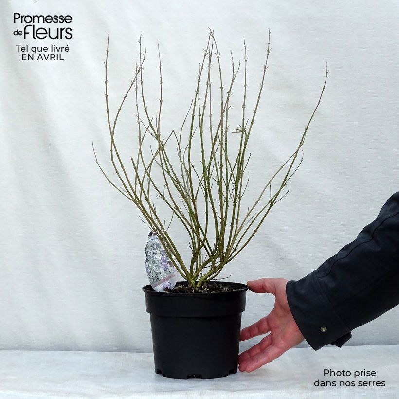 Example of Bartblume Sterling silver - Caryopteris clandonensis Topf mit 2L/3L as you get in printemps