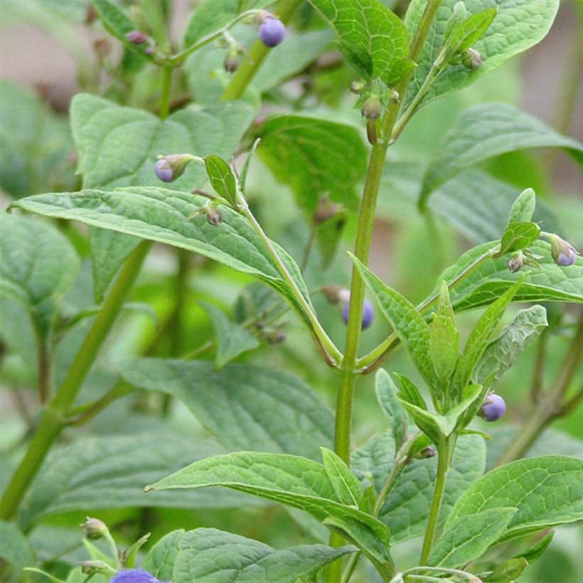 Caryopteris divaricata - Bartblume (Foliage)