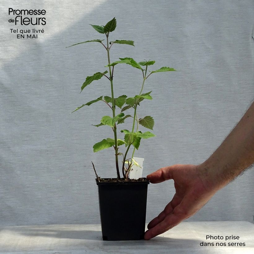 Example of Caryopteris divaricata - Bartblume Kleine Töpfe von 8/9 cm as you get in printemps