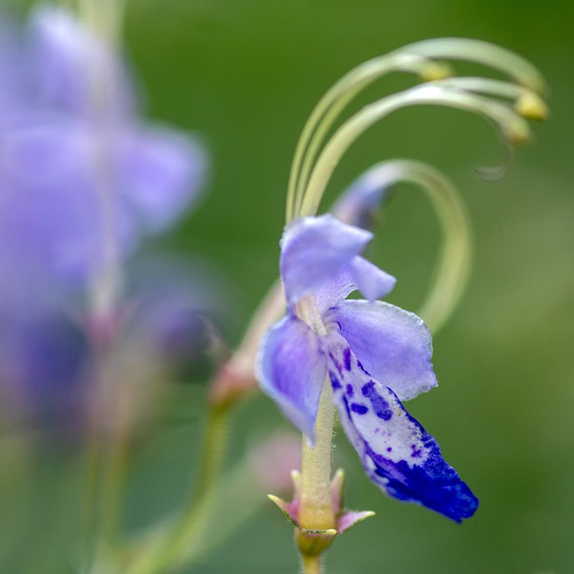 Caryopteris divaricata - Bartblume (Flowering)