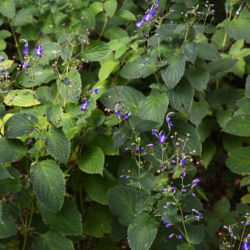Caryopteris divaricata - Bartblume (Plant habit)