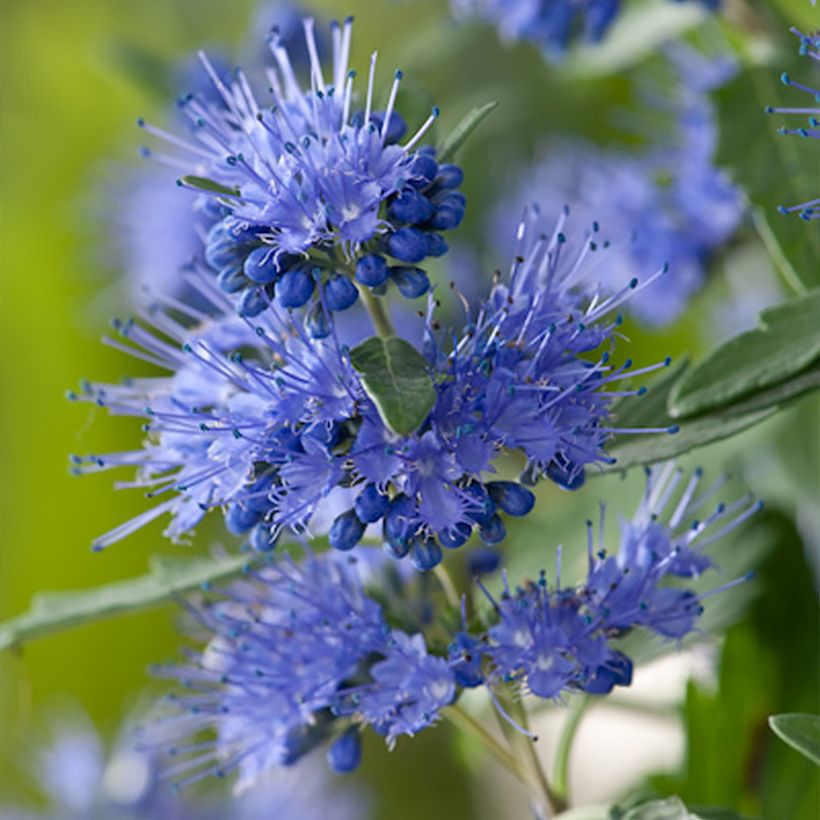 Bartblume Blauer Spatz - Caryopteris clandonensis (Flowering)