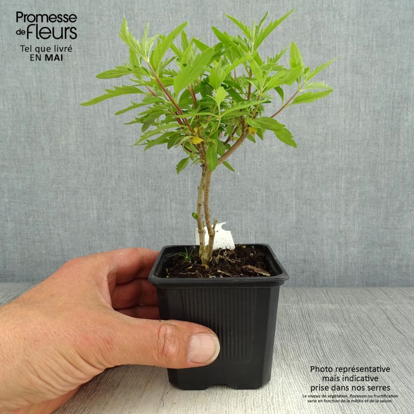 Exemplar von Bartblume Pavilion Pink - Caryopteris clandonensis Kleine Töpfe von 8/9 cm wie im Frühjahr geliefert