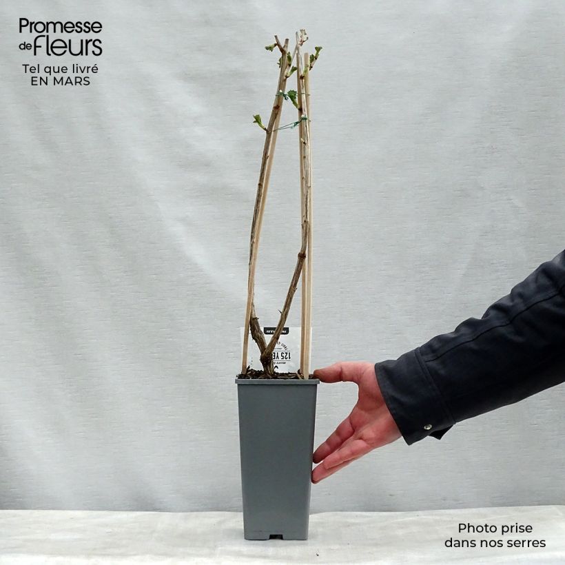 Example of Jostabeere Jostaberry Topf mit 1,5L/2L, Strauch as you get in printemps