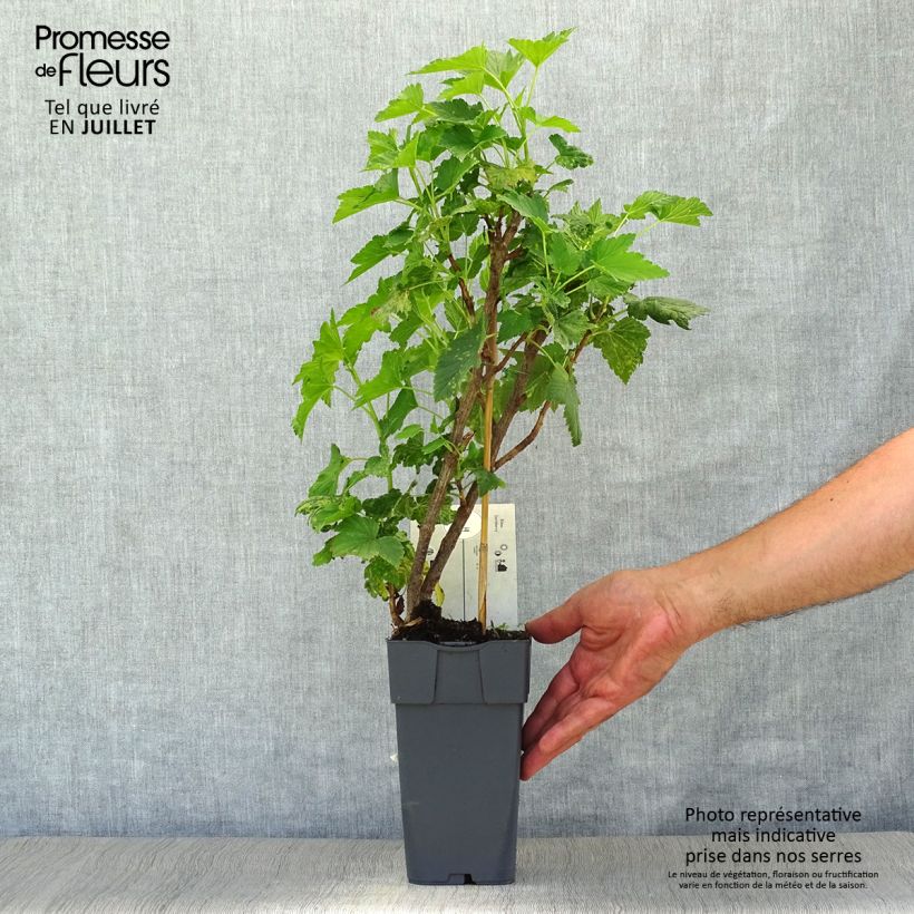 Example of Jostabeere Jostaberry Topf mit 2L/3L, Strauch as you get in ete