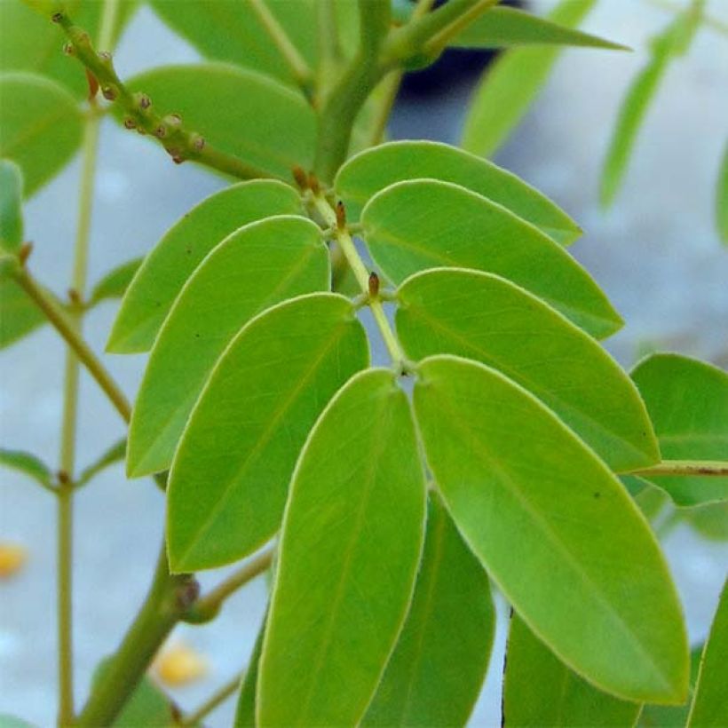 Cassia floribunda - Kassie (Foliage)