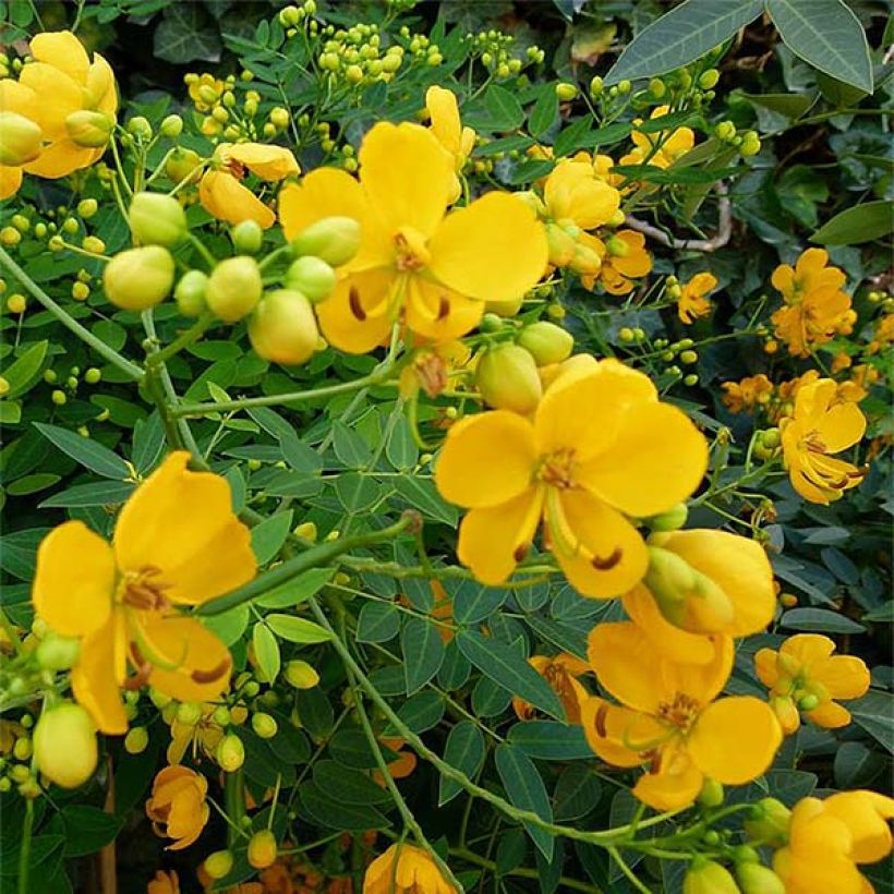 Cassia floribunda - Kassie (Flowering)