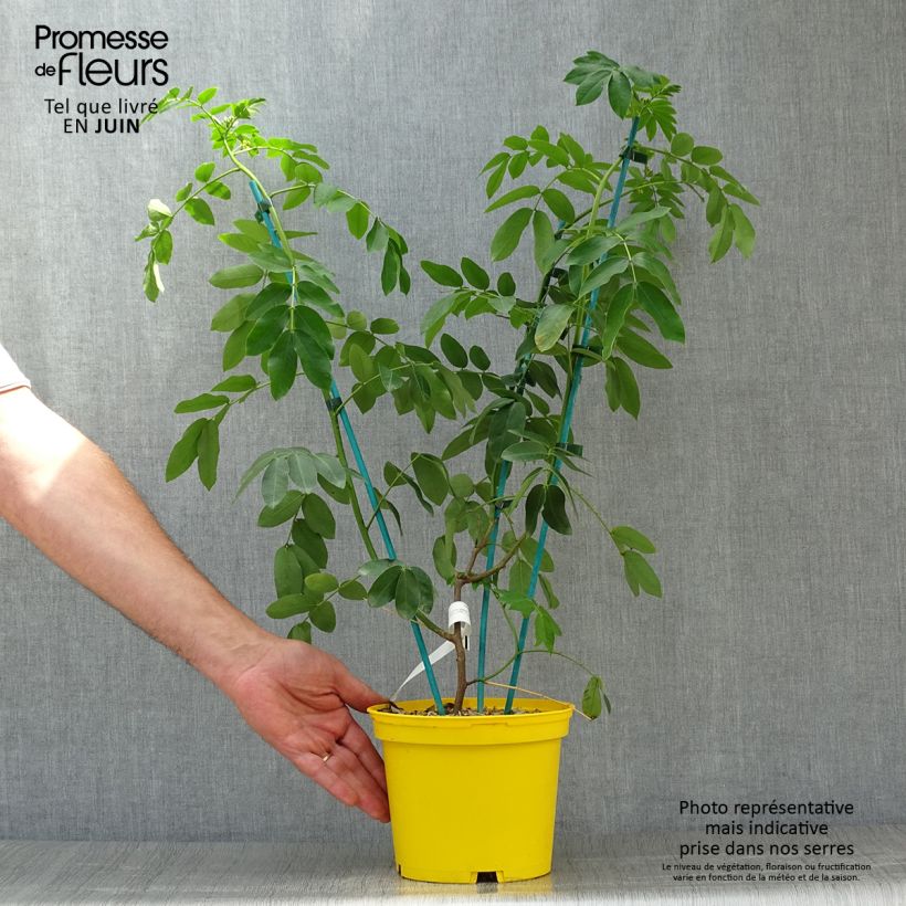 Exemplar von Cassia floribunda - Kassie Topf mit 2L/3L wie im Sommer geliefert