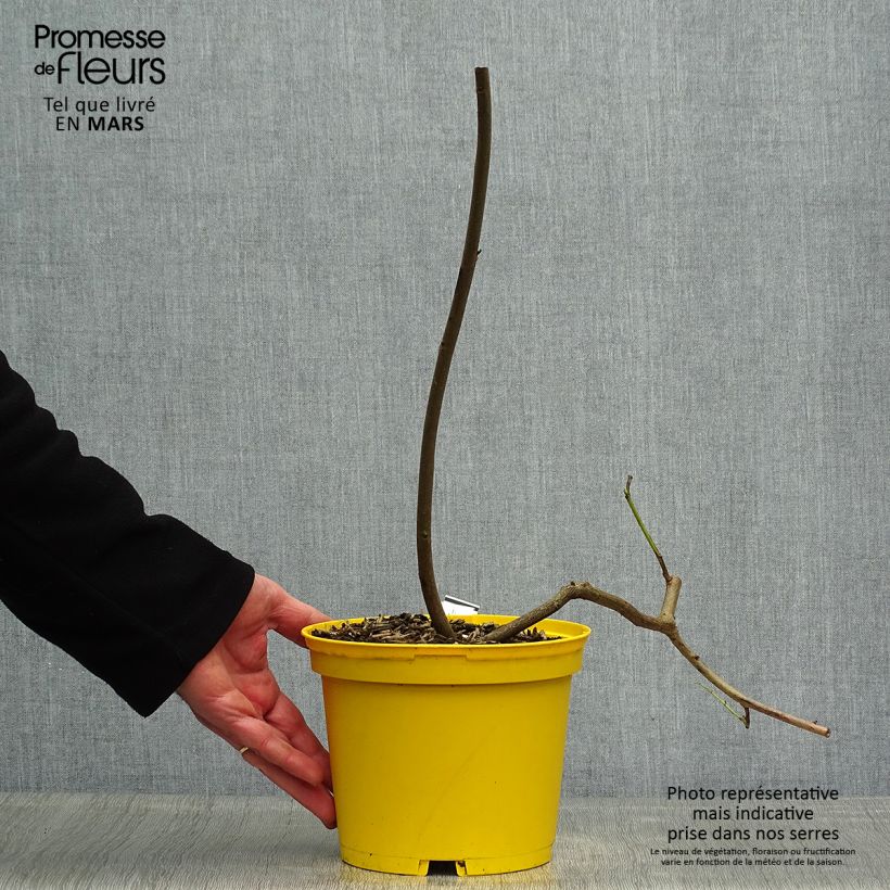 Example of Cassia floribunda - Kassie Topf mit 2L/3L as you get in printemps