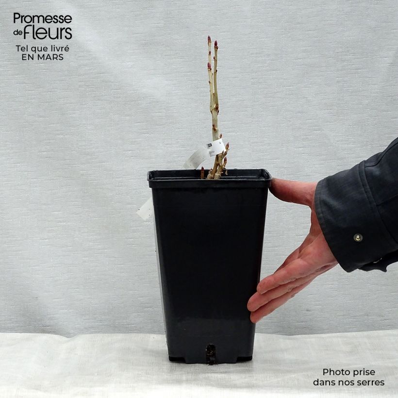 Exemplar von Schwarze Johannisbeere Andega Topf mit 1,5L/2L, Strauch wie im Frühjahr geliefert