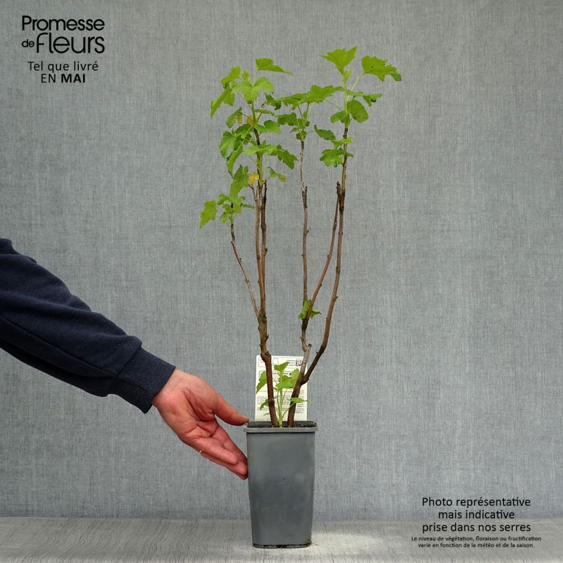 Example of Schwarze Johannisbeere Andega Bio Topf mit 1,5L/2L, Strauch as you get in printemps