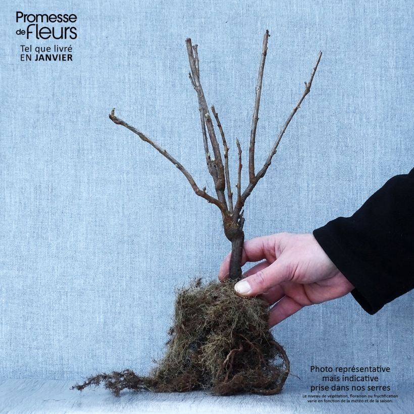 Exemplar von Schwarze Johannisbeere Andega Wurzelnackt wie im Winter geliefert