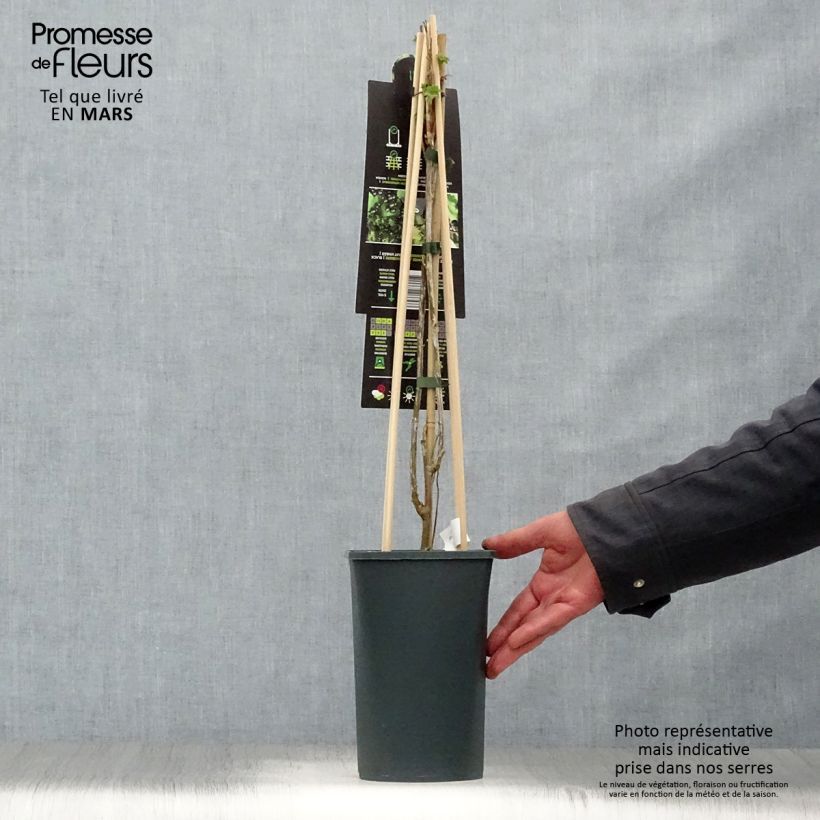 Example of Schwarze Johannisbeere Ben Nevis Topf mit 1,5L/2L, Strauch as you get in printemps