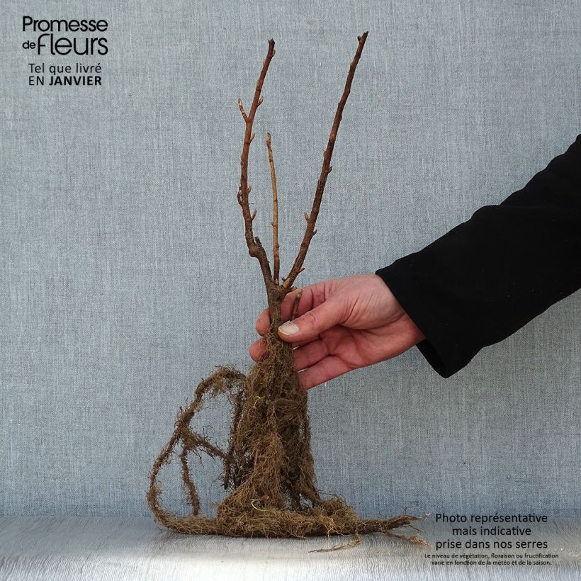 Exemplar von Schwarze Johannisbeere Black Down Wurzelnackt, Strauch wie im Winter geliefert